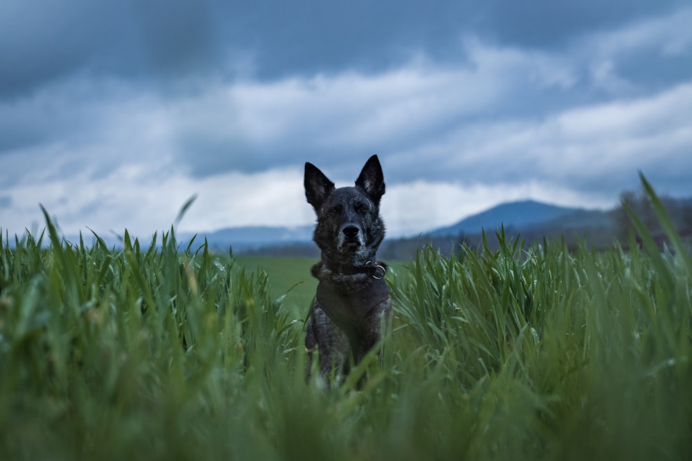 a dog is sitting in the tall grass