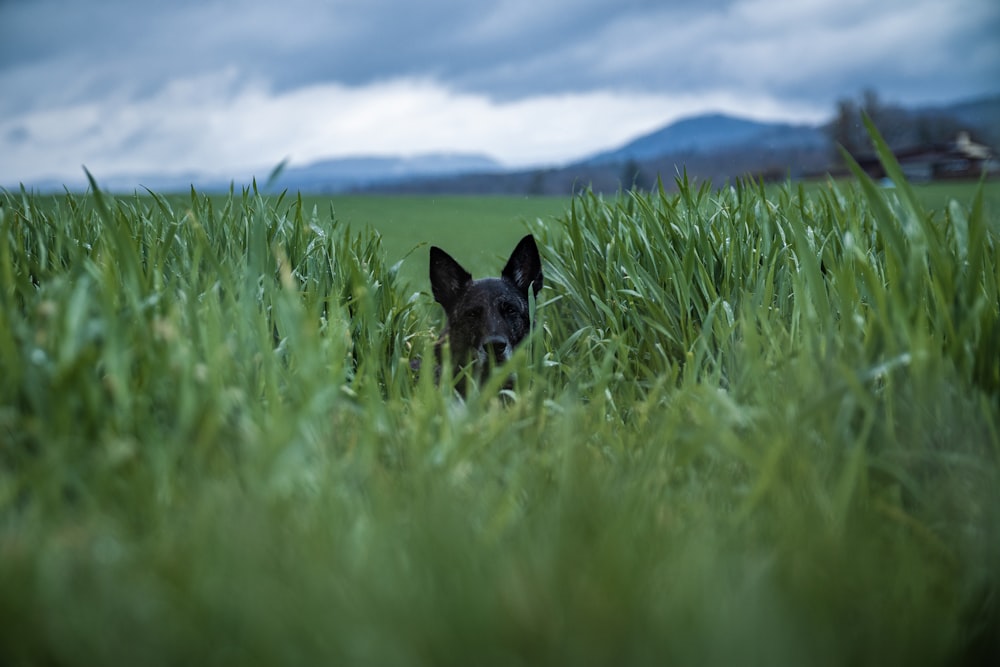 a small dog standing in the middle of a lush green field