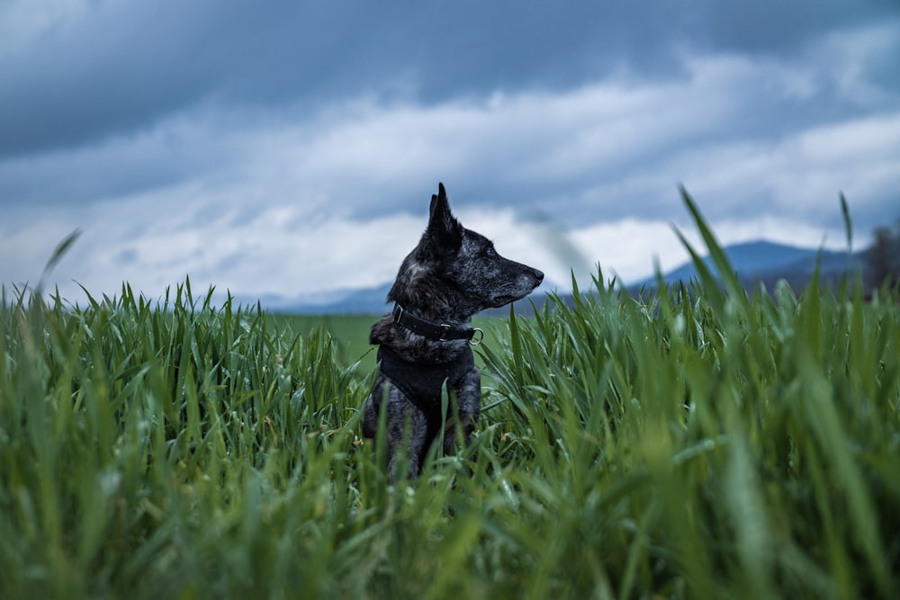 a dog is sitting in the tall grass