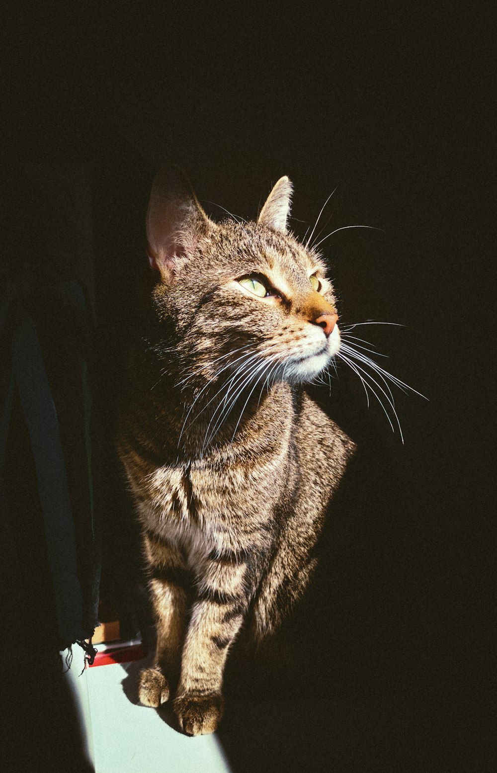 a cat sitting on top of a table next to a window