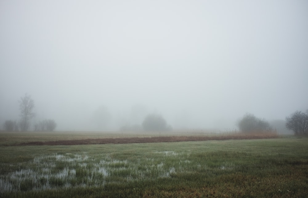 a foggy field with trees in the distance