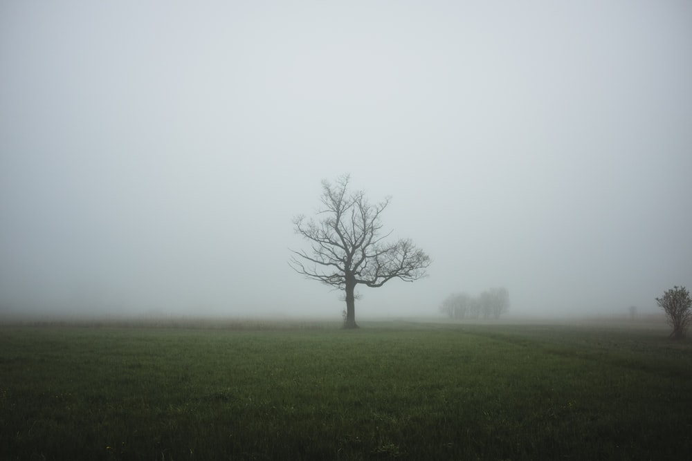 a foggy field with a lone tree in the foreground