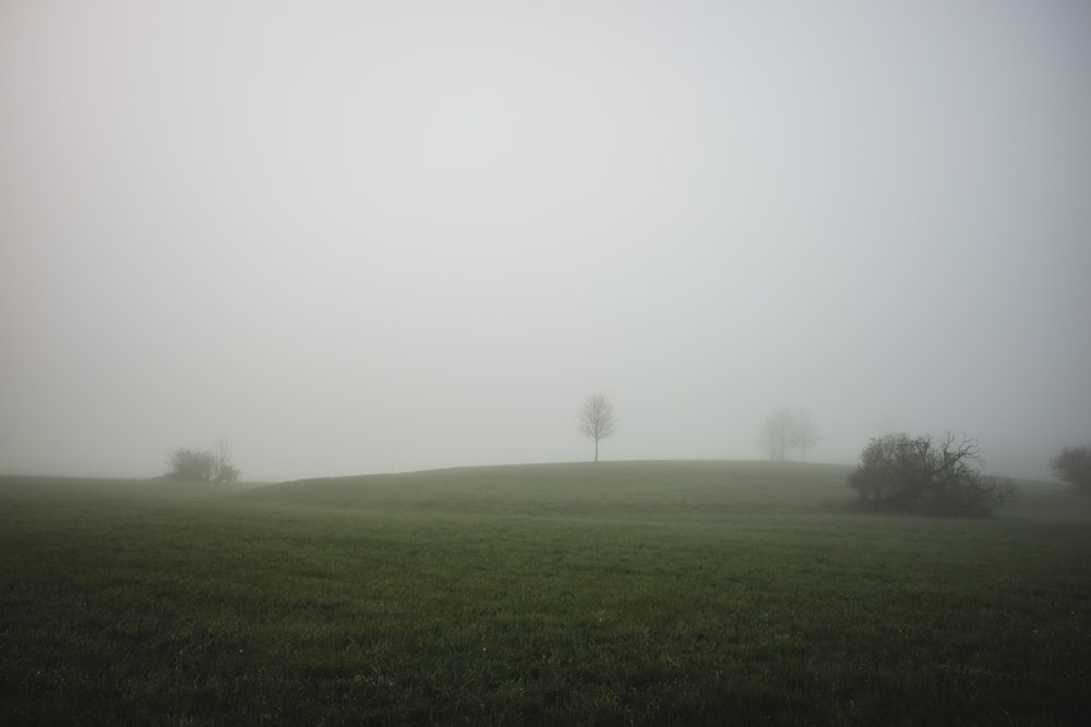 遠くに木々が生い茂る霧の野原