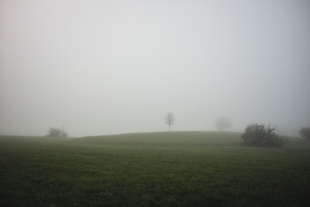 a foggy field with trees in the distance