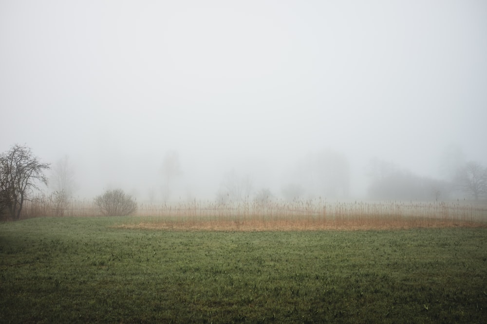 a foggy field with trees in the distance