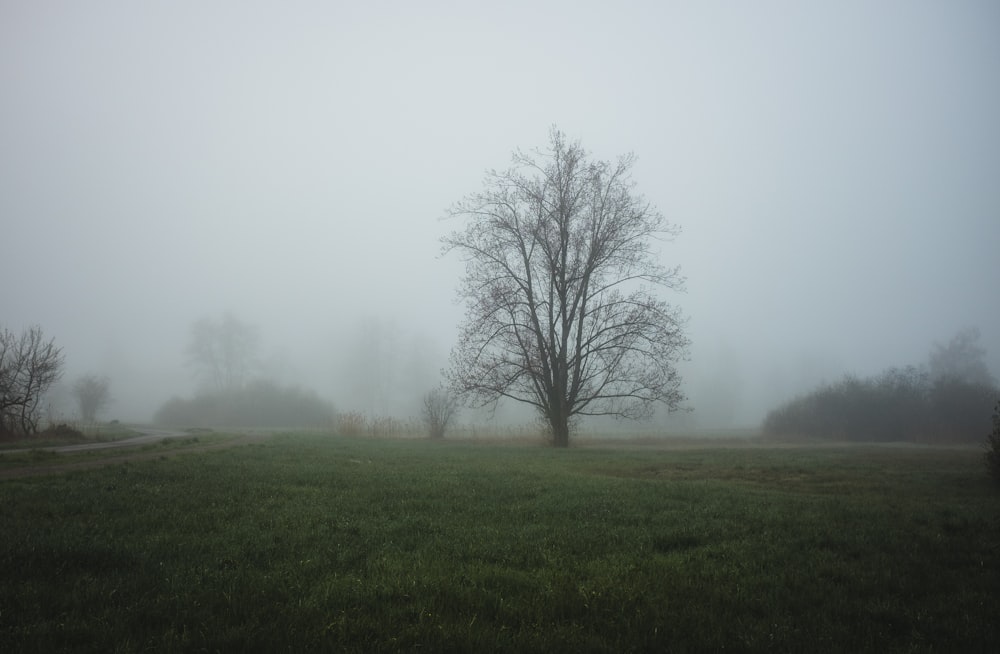 a foggy field with a lone tree in the distance