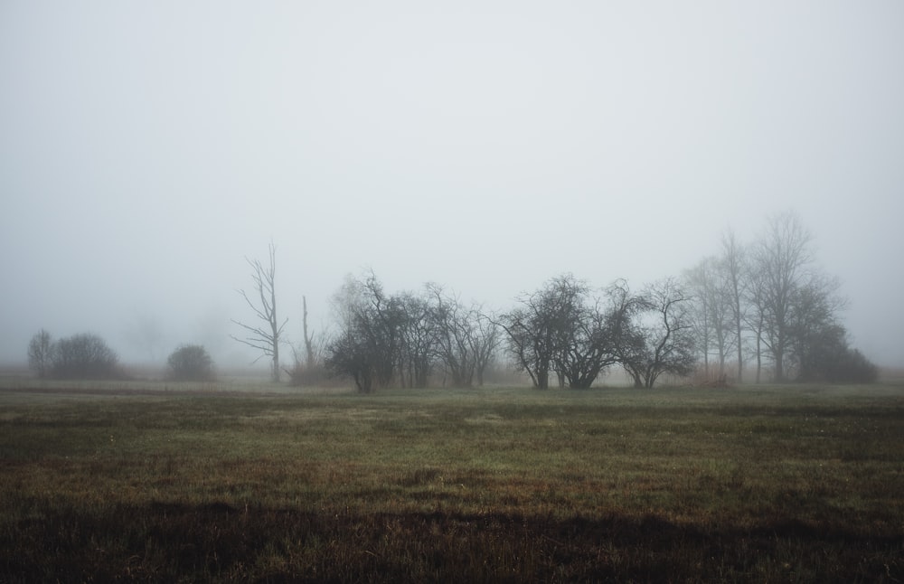 a foggy field with trees in the distance