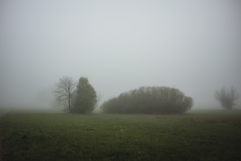 a foggy field with two trees in the distance