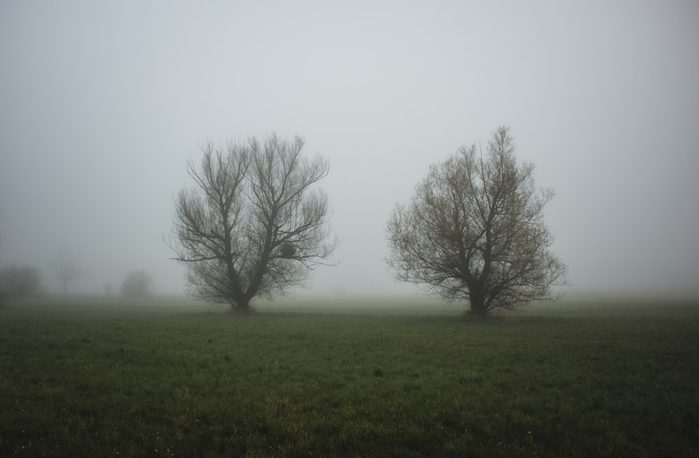 two trees in a field on a foggy day