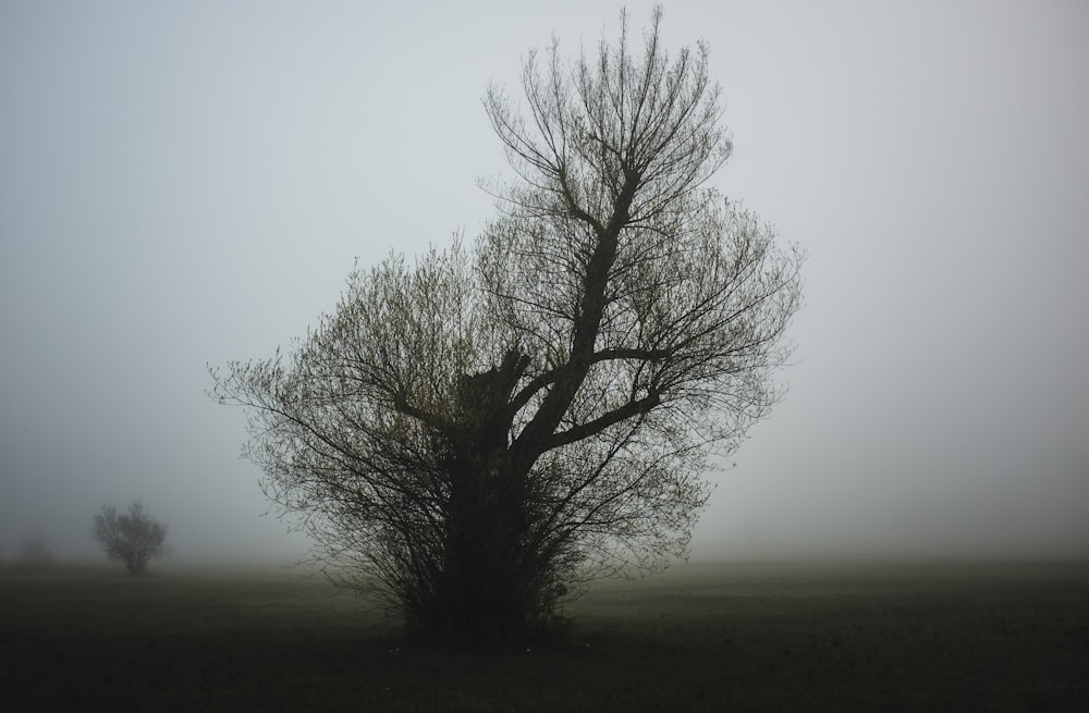 a foggy field with a lone tree in the foreground