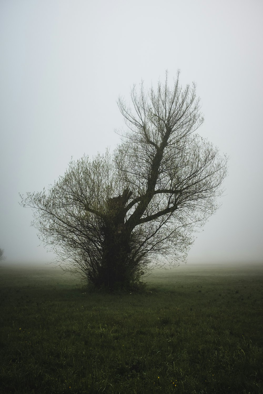a foggy field with a tree in the foreground
