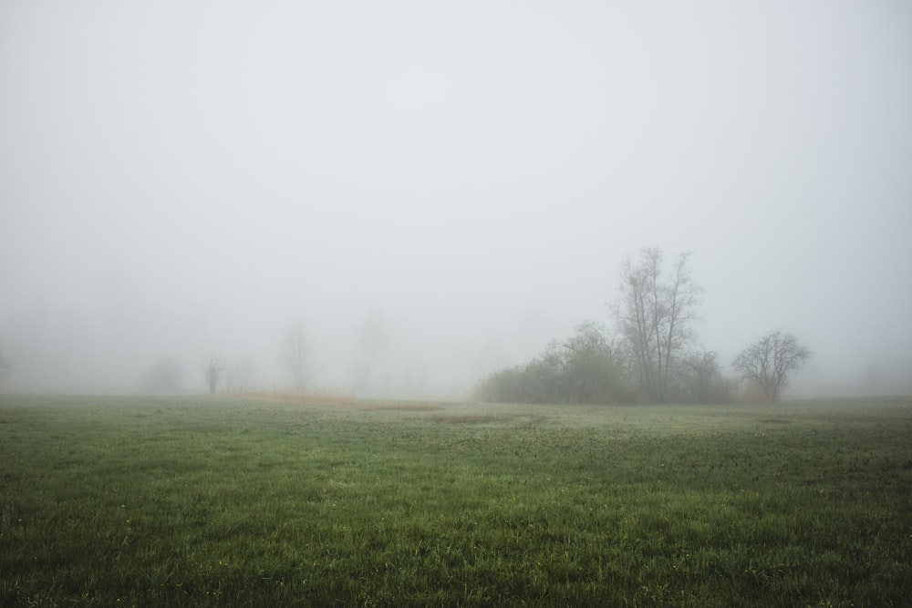 a foggy field with trees in the distance