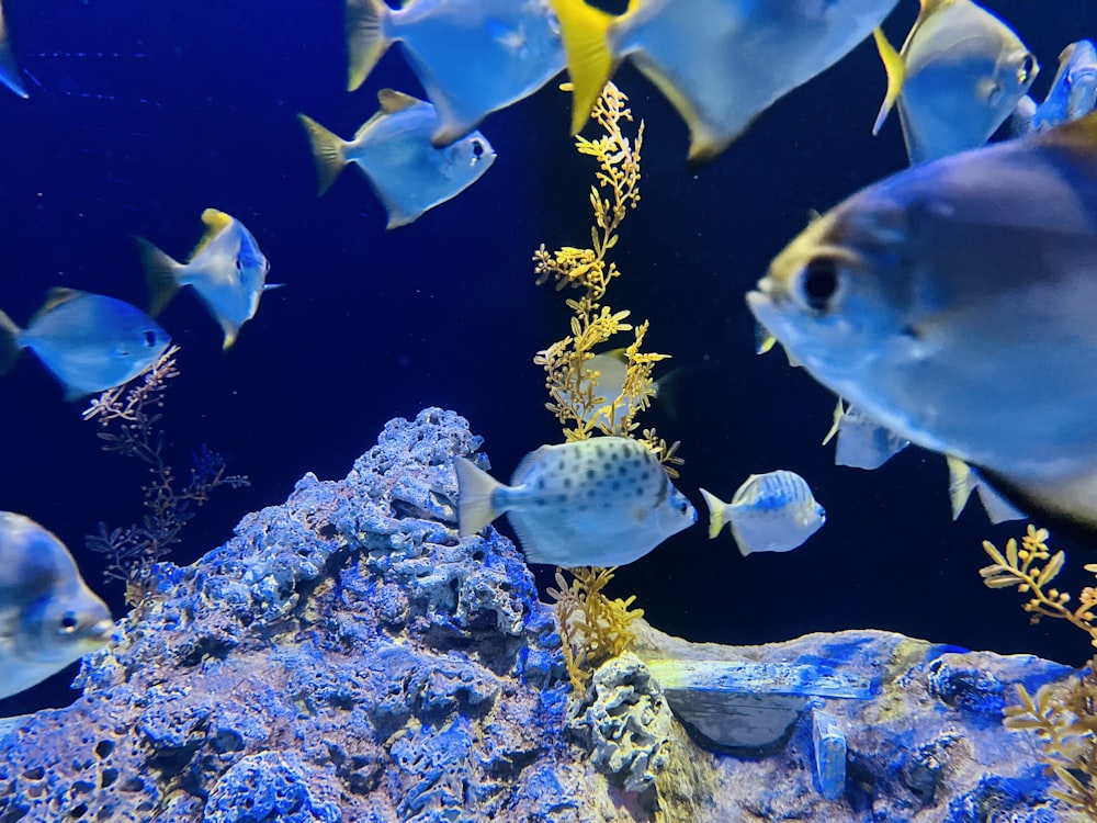 um grupo de peixes nadando em um aquário