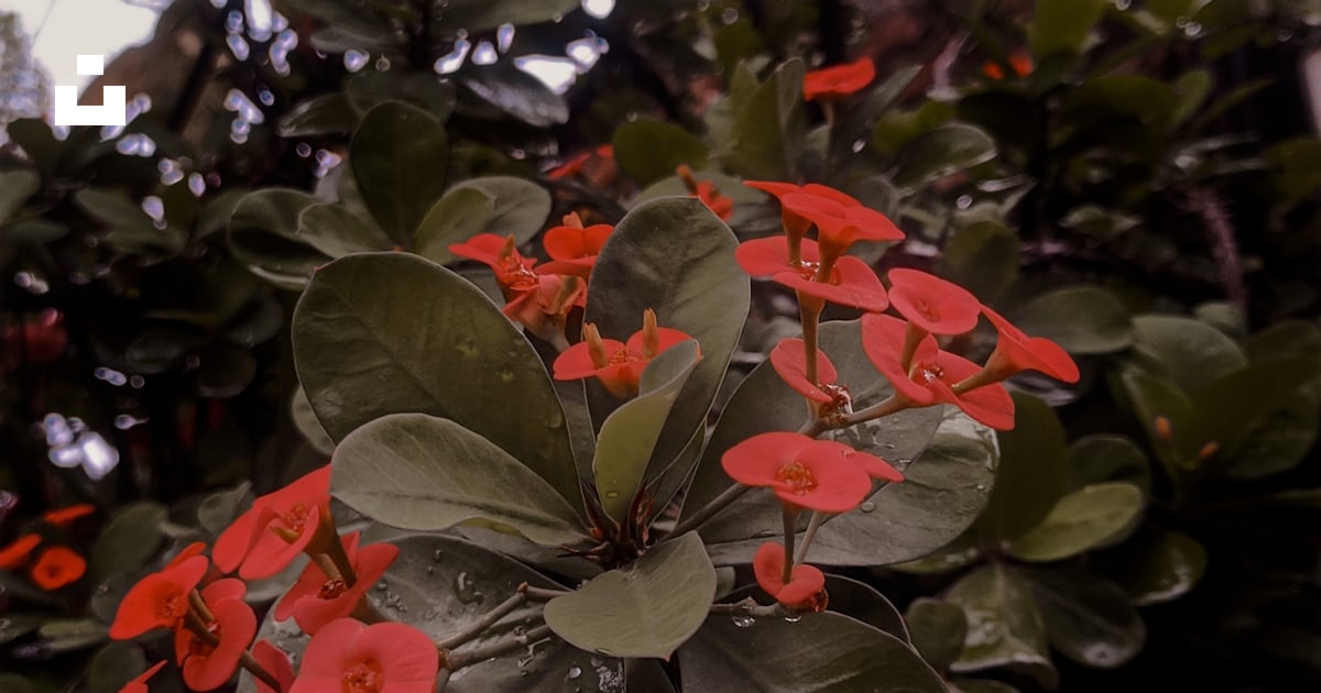 Un bouquet de fleurs rouges qui sont sur une plante photo – Photo ...