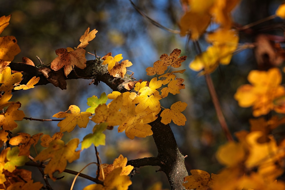 a tree with yellow leaves in the fall