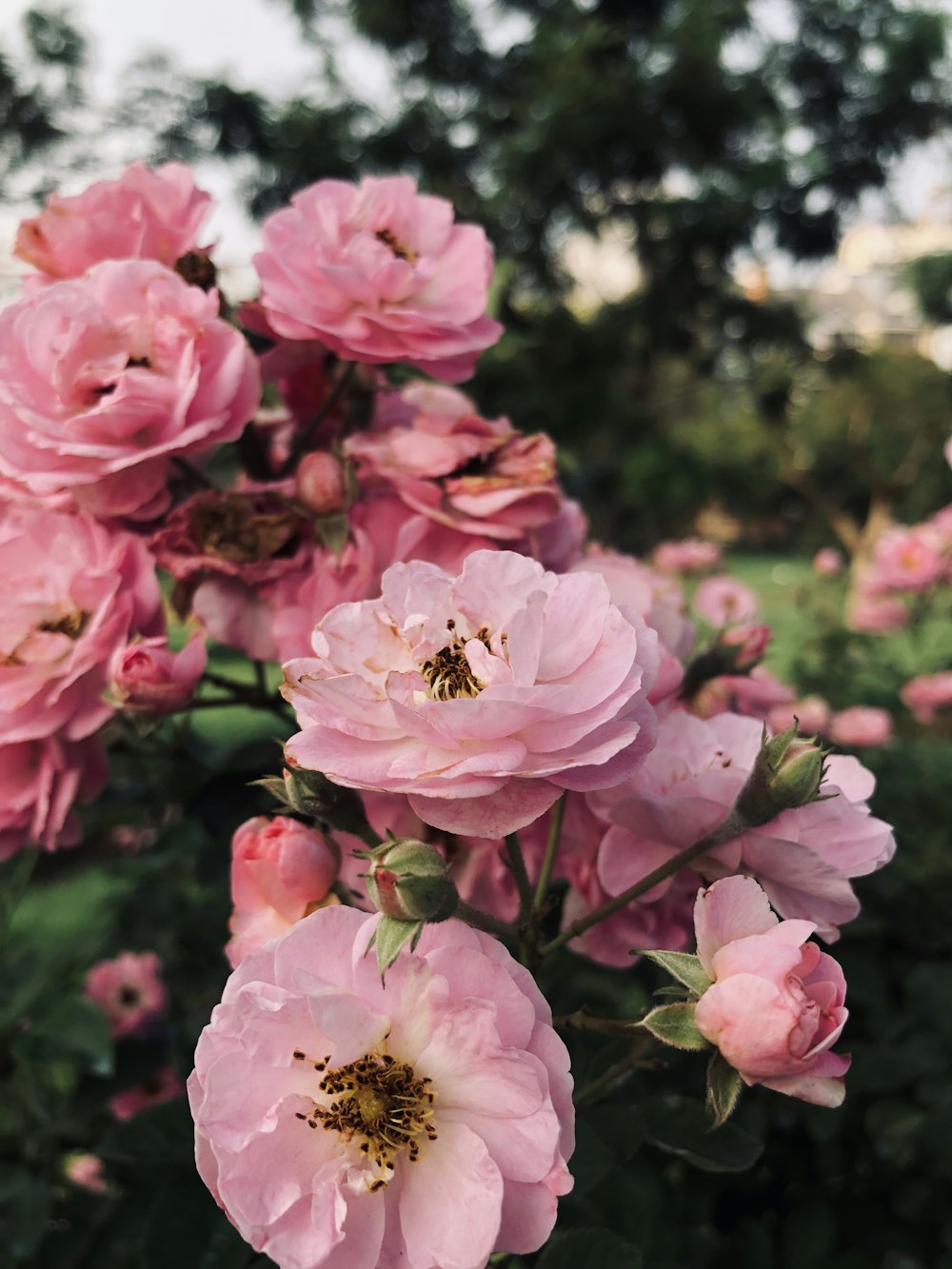 a bunch of pink flowers in a garden