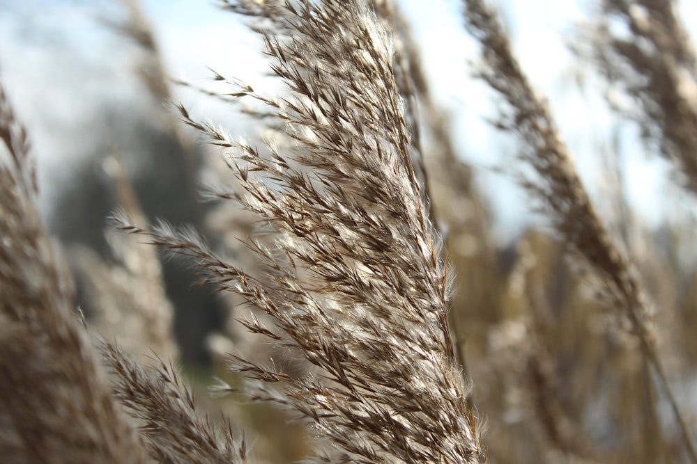 a blurry photo of a bunch of tall grass