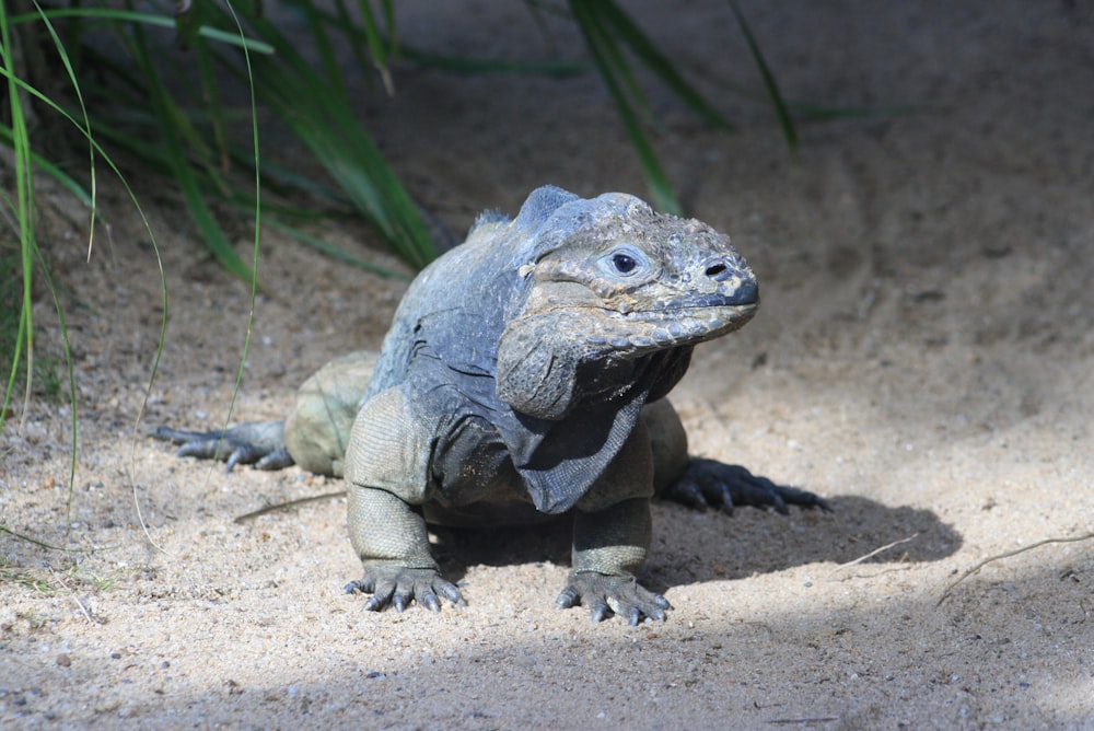 a close up of a lizard on a dirt ground