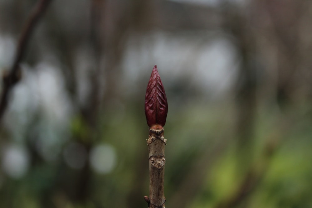 a close up of a flower bud on a tree