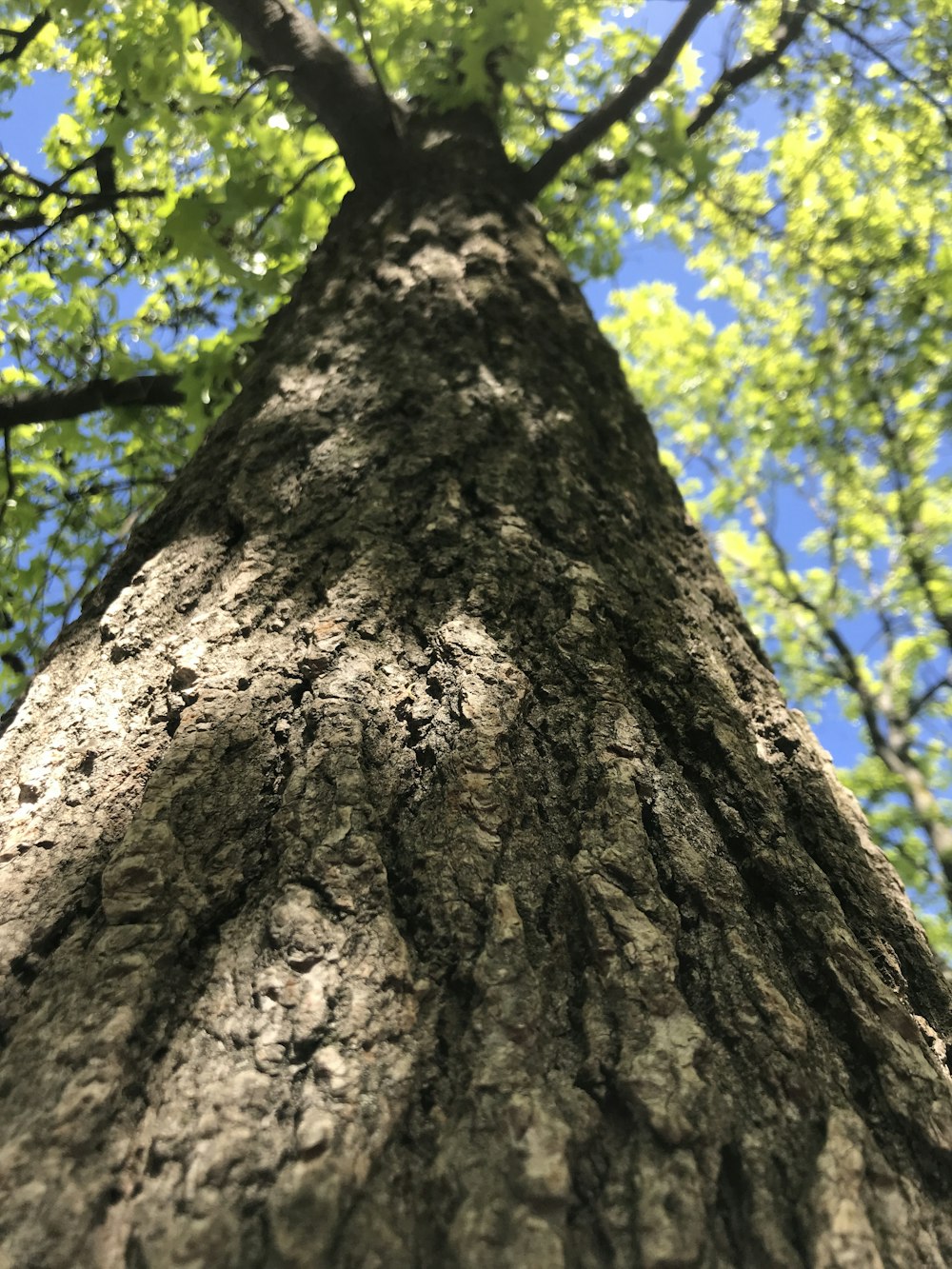 a tall tree with lots of green leaves