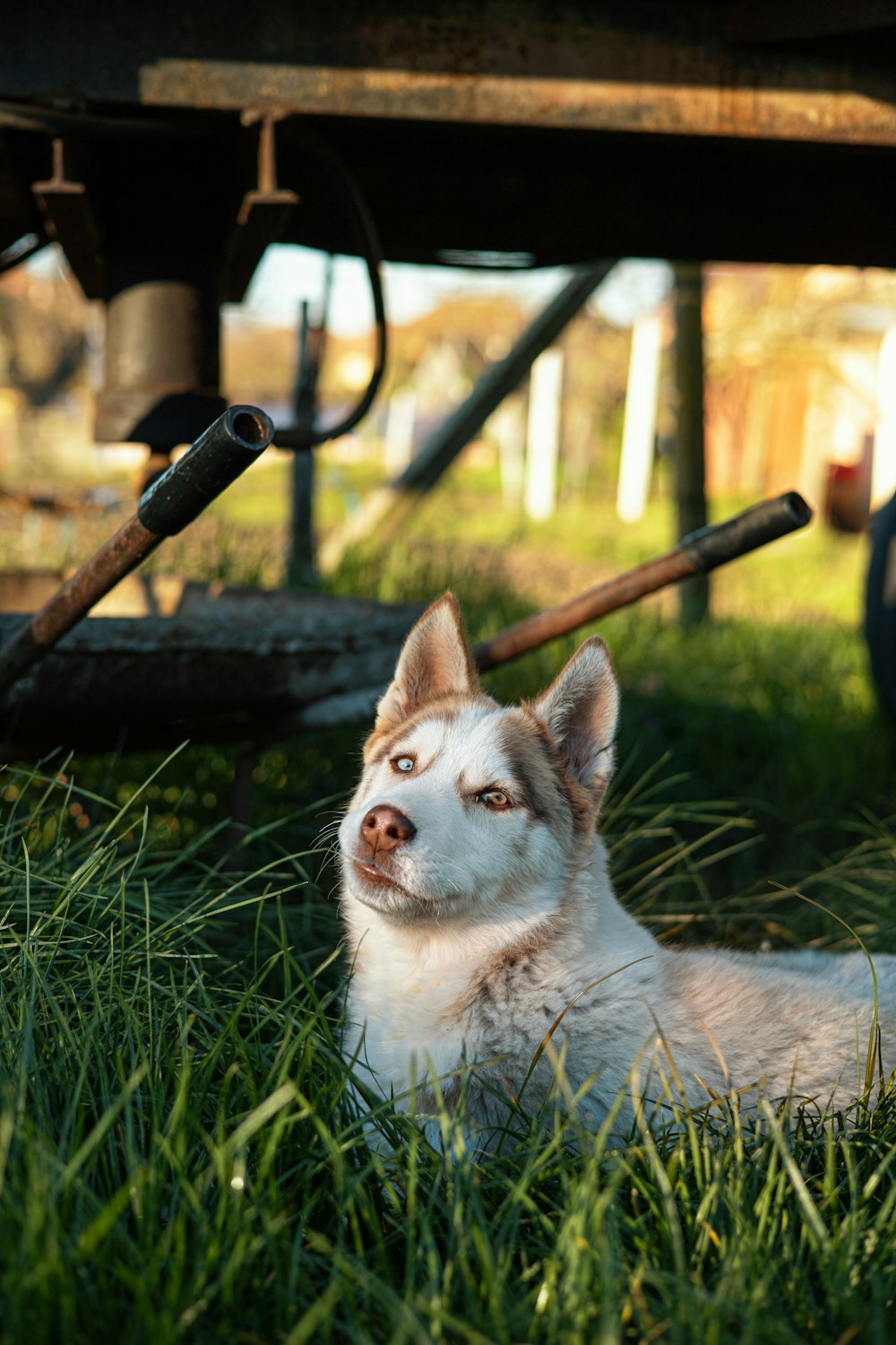 a white and brown dog laying in the grass