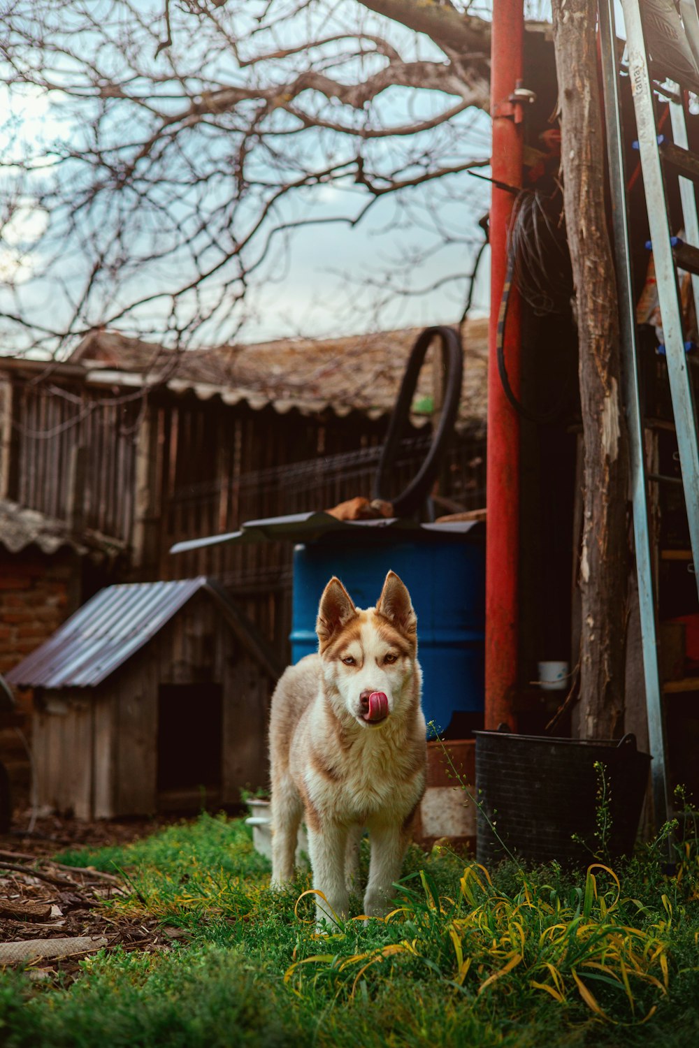 a white and brown dog standing on top of a lush green field