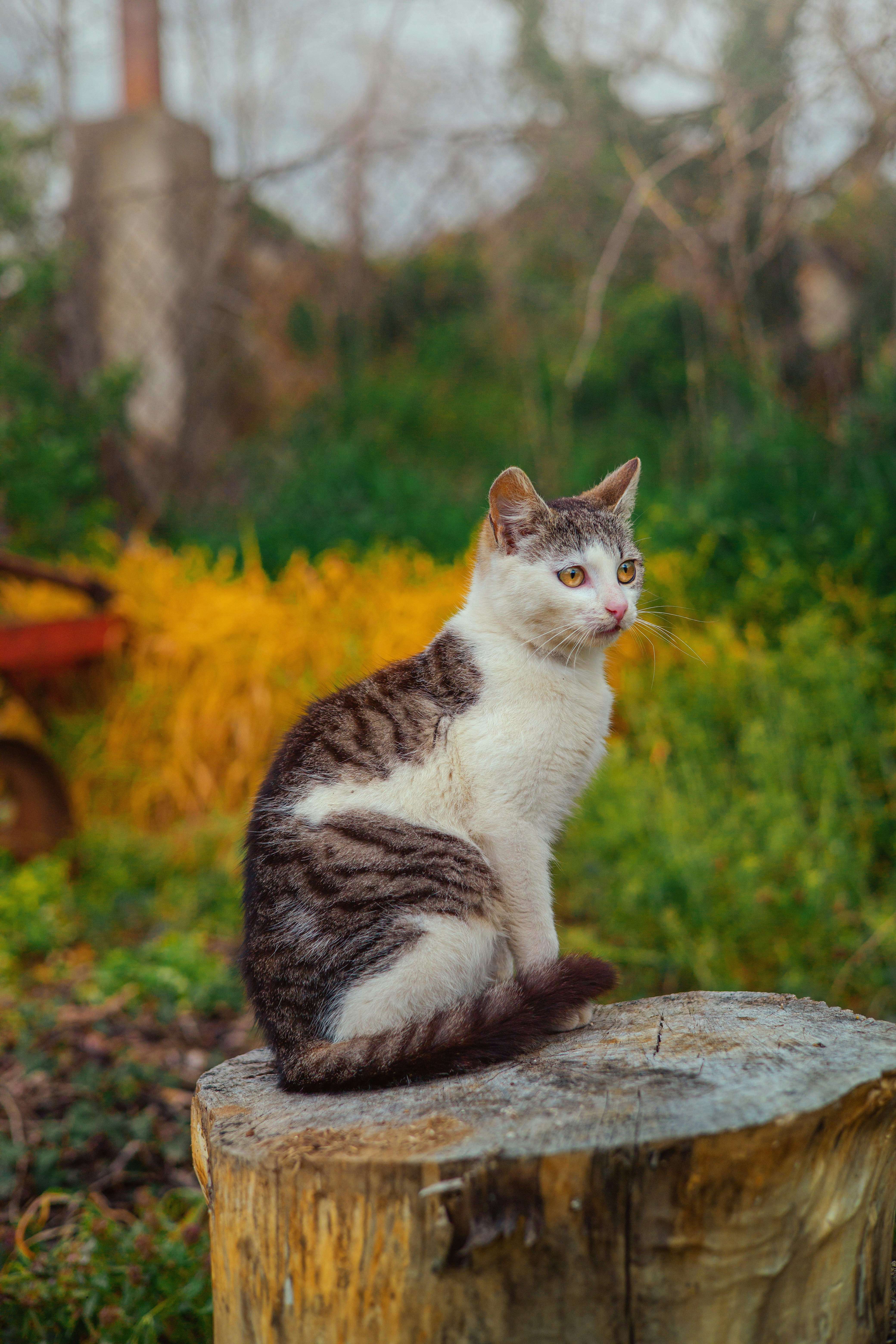 Egyptian Mau: The Loyal Beauty (image credits: unsplash)