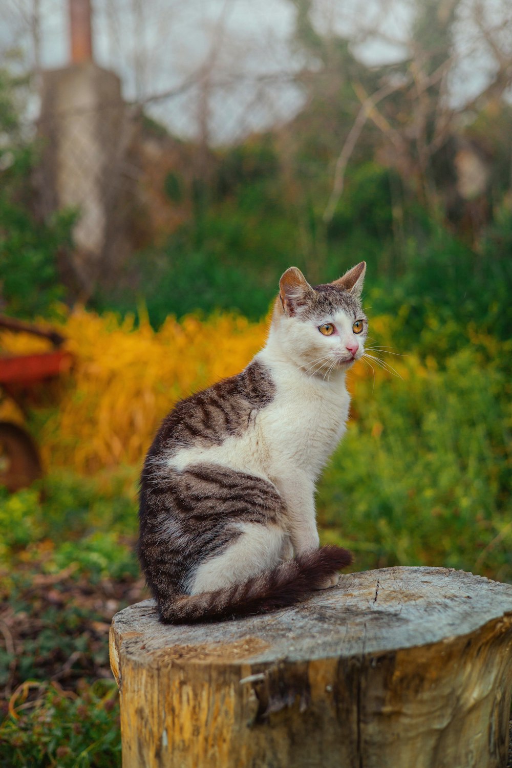 a cat sitting on top of a tree stump