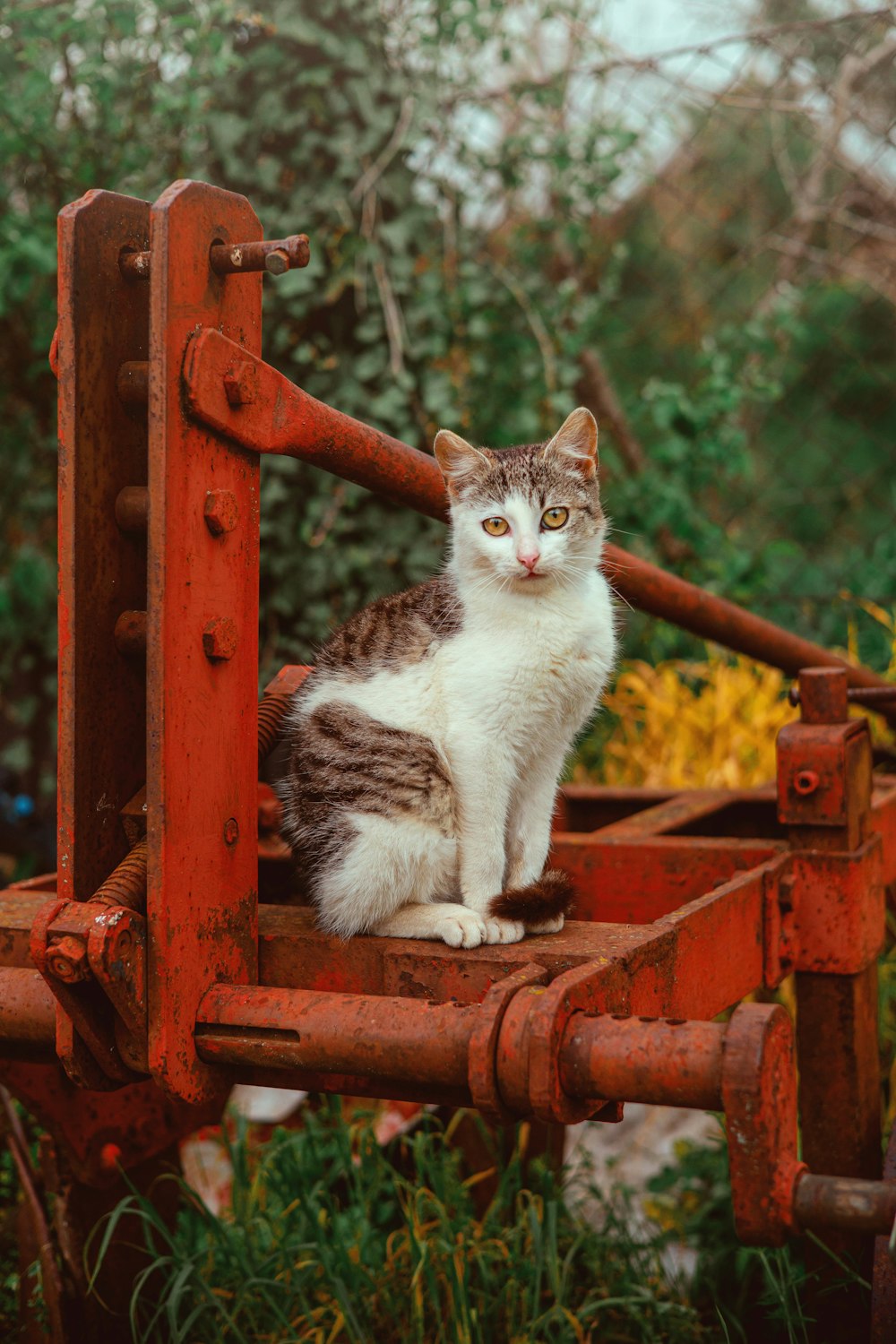 a cat sitting on top of a rusted red piece of machinery