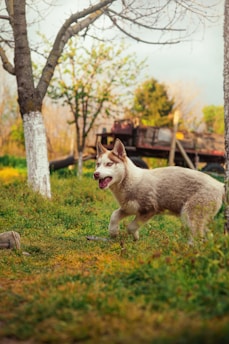 A happy dog playing in a clean backyard.