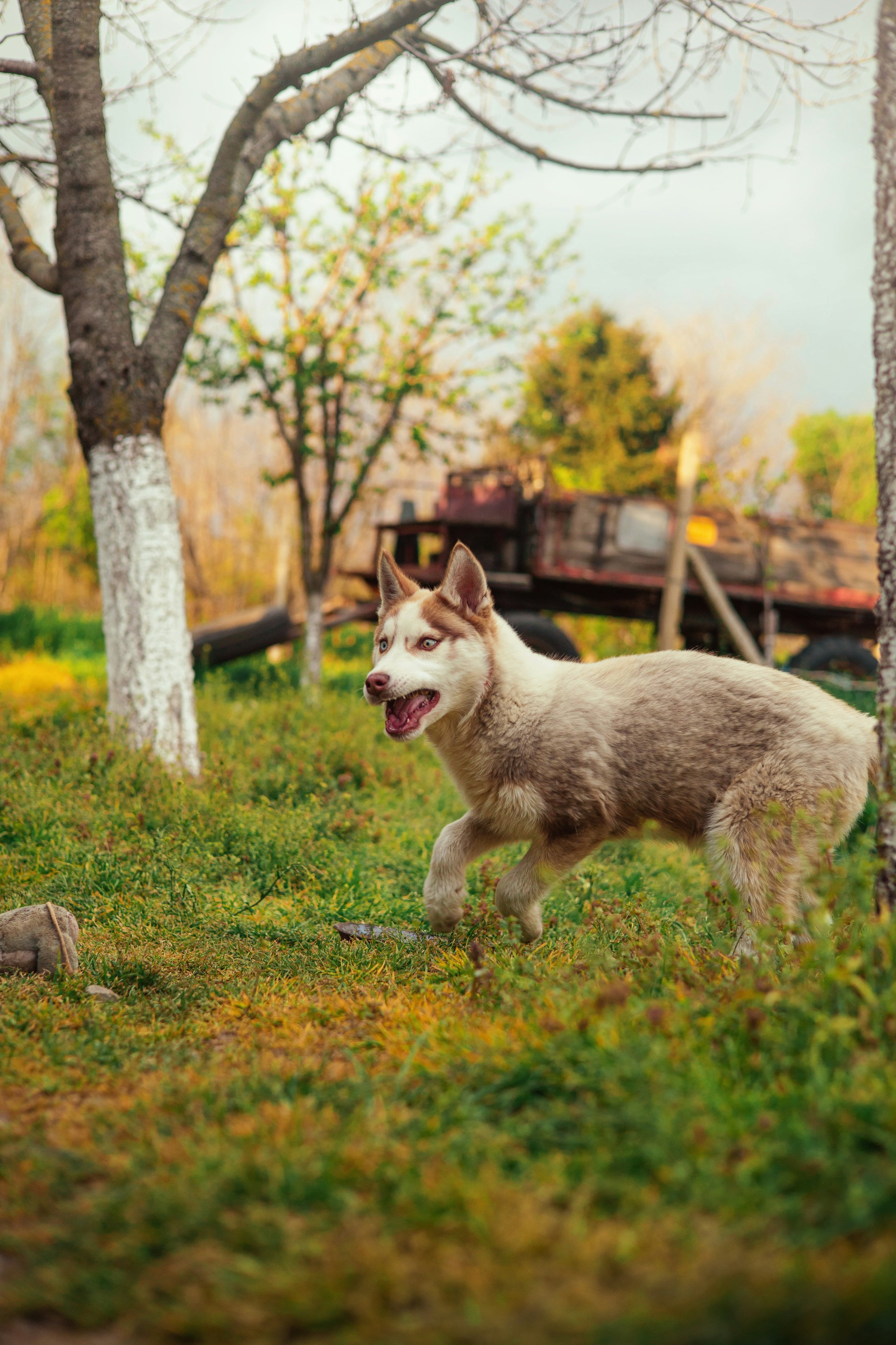 A playful dog running beside a rustic garden filled with vibrant vegetables.