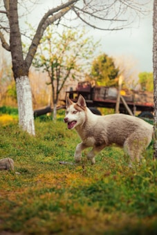A playful dog with a light brown and white coat is running through a grassy backyard area with trees and a blurred rustic wooden structure in the background. The scene is vibrant with green grass and a soft natural light suggesting an afternoon setting.