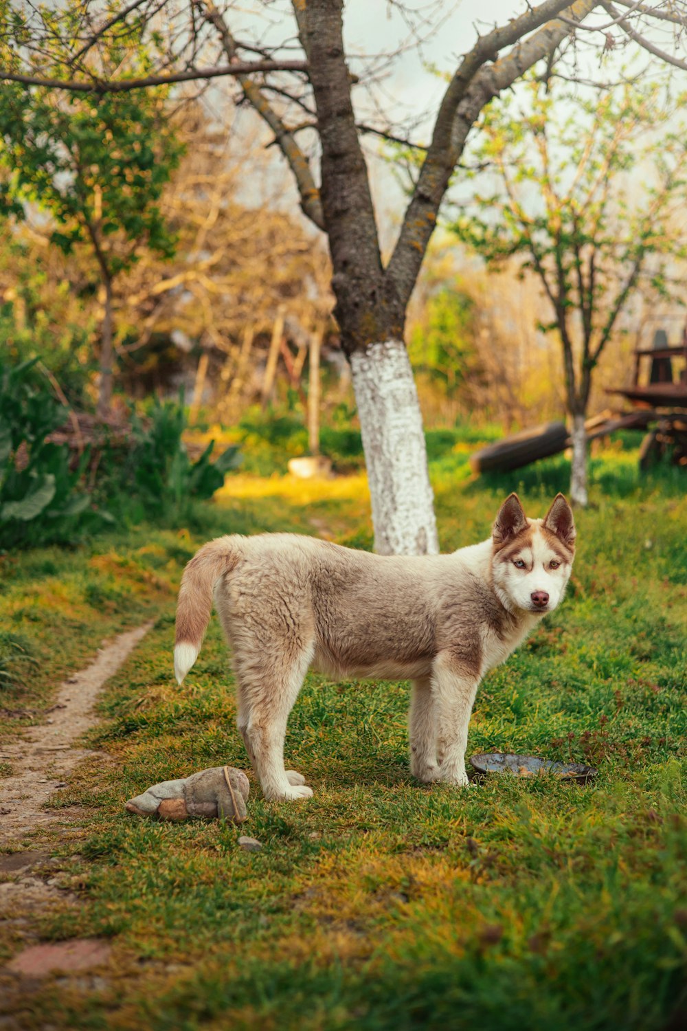 a dog standing in the grass near a tree