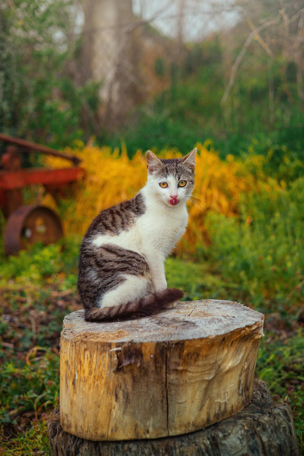 a cat sitting on top of a tree stump