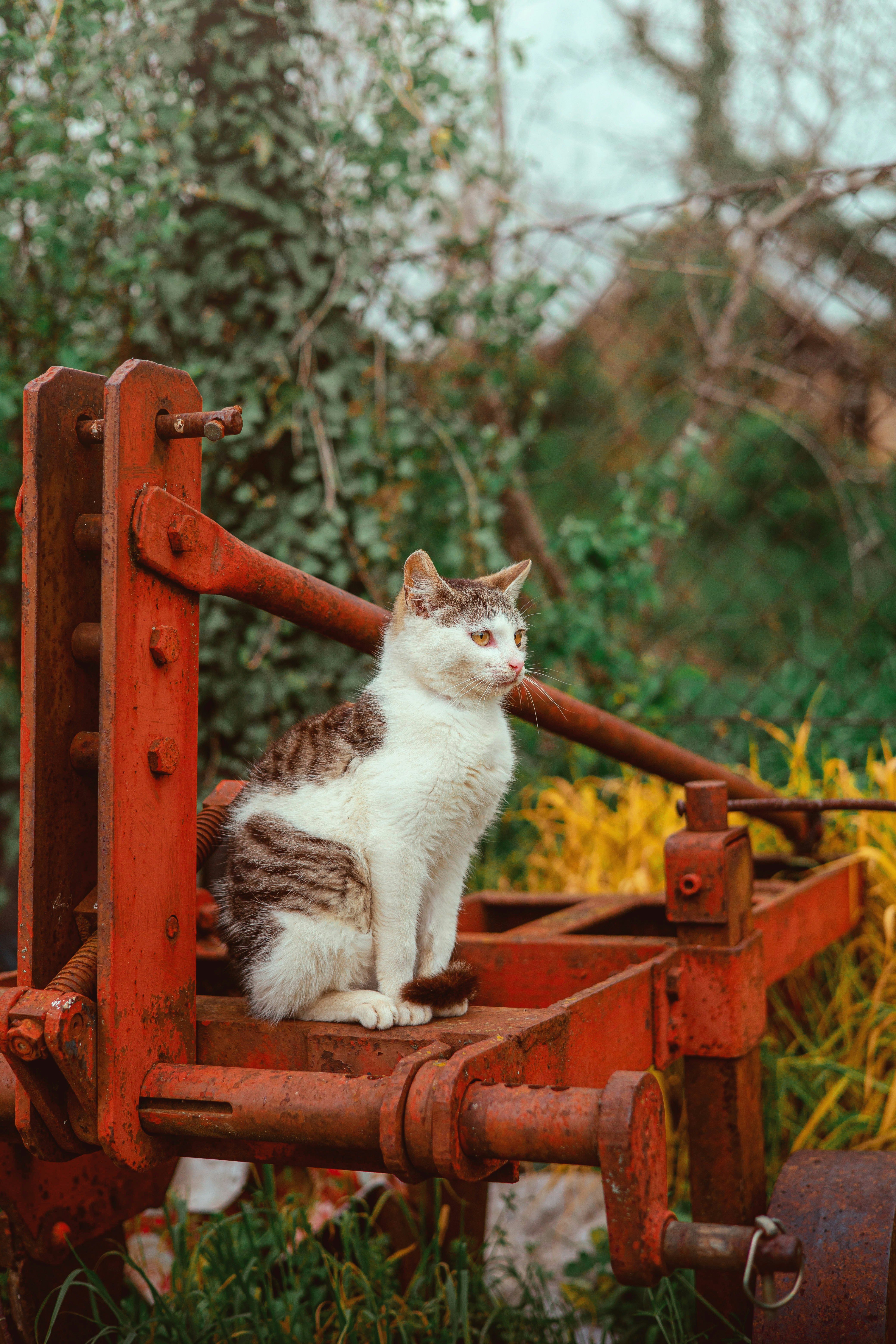 Photo by roscoadrian