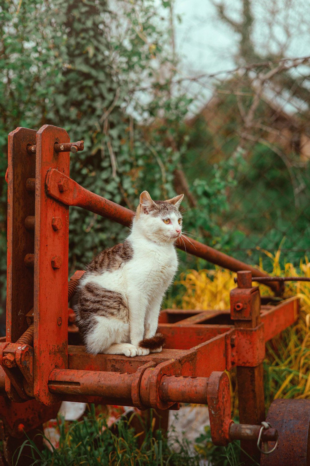 a cat sitting on top of a red cart