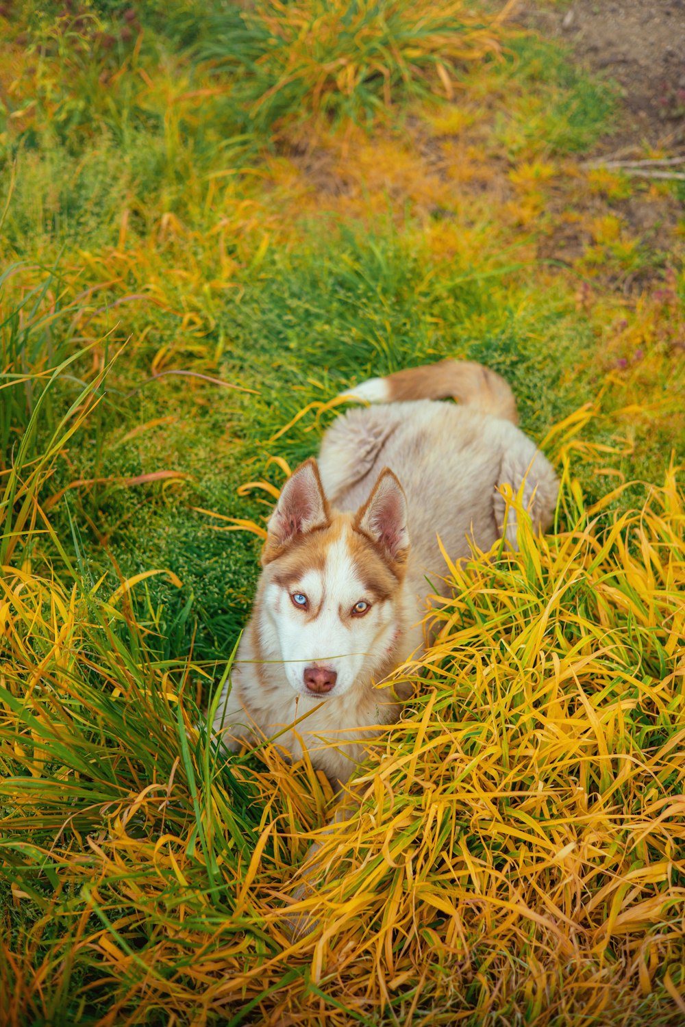 a dog laying in a field of tall grass