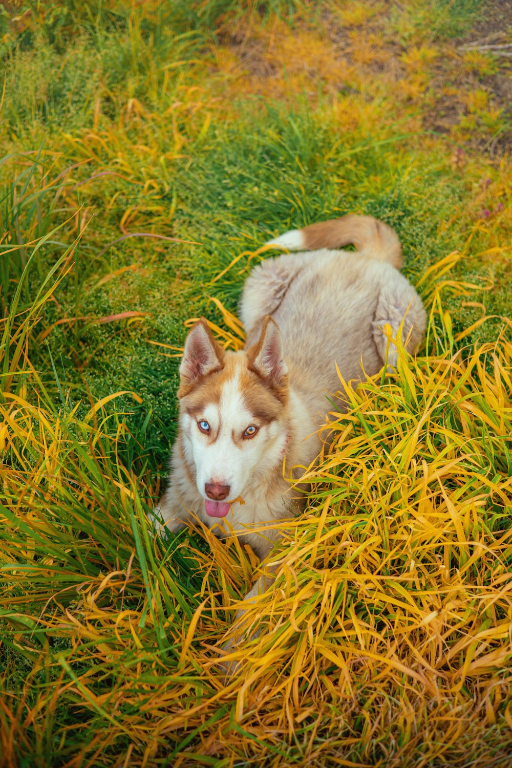 a brown and white dog laying on top of a lush green field