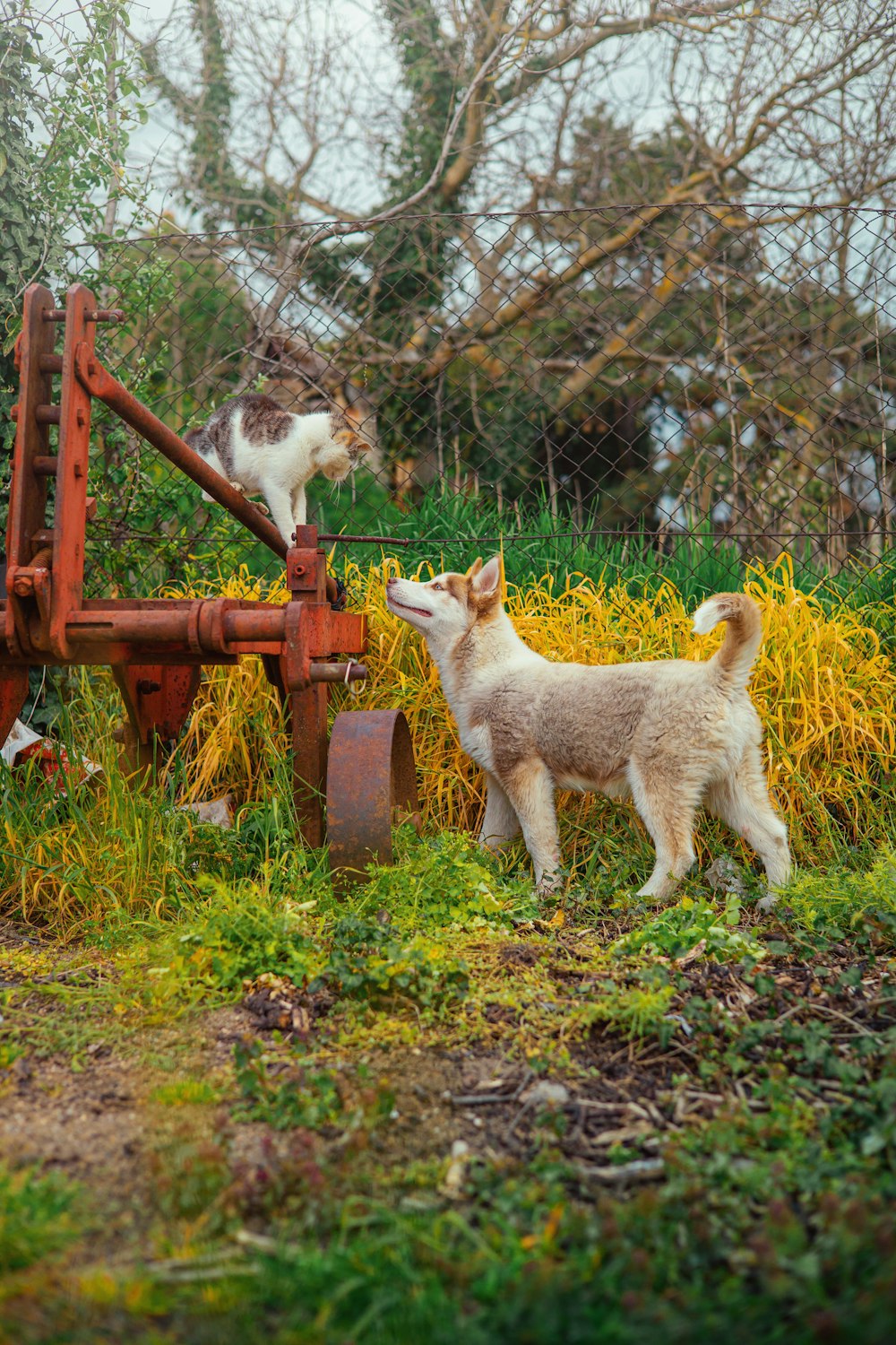 a couple of animals that are standing in the grass