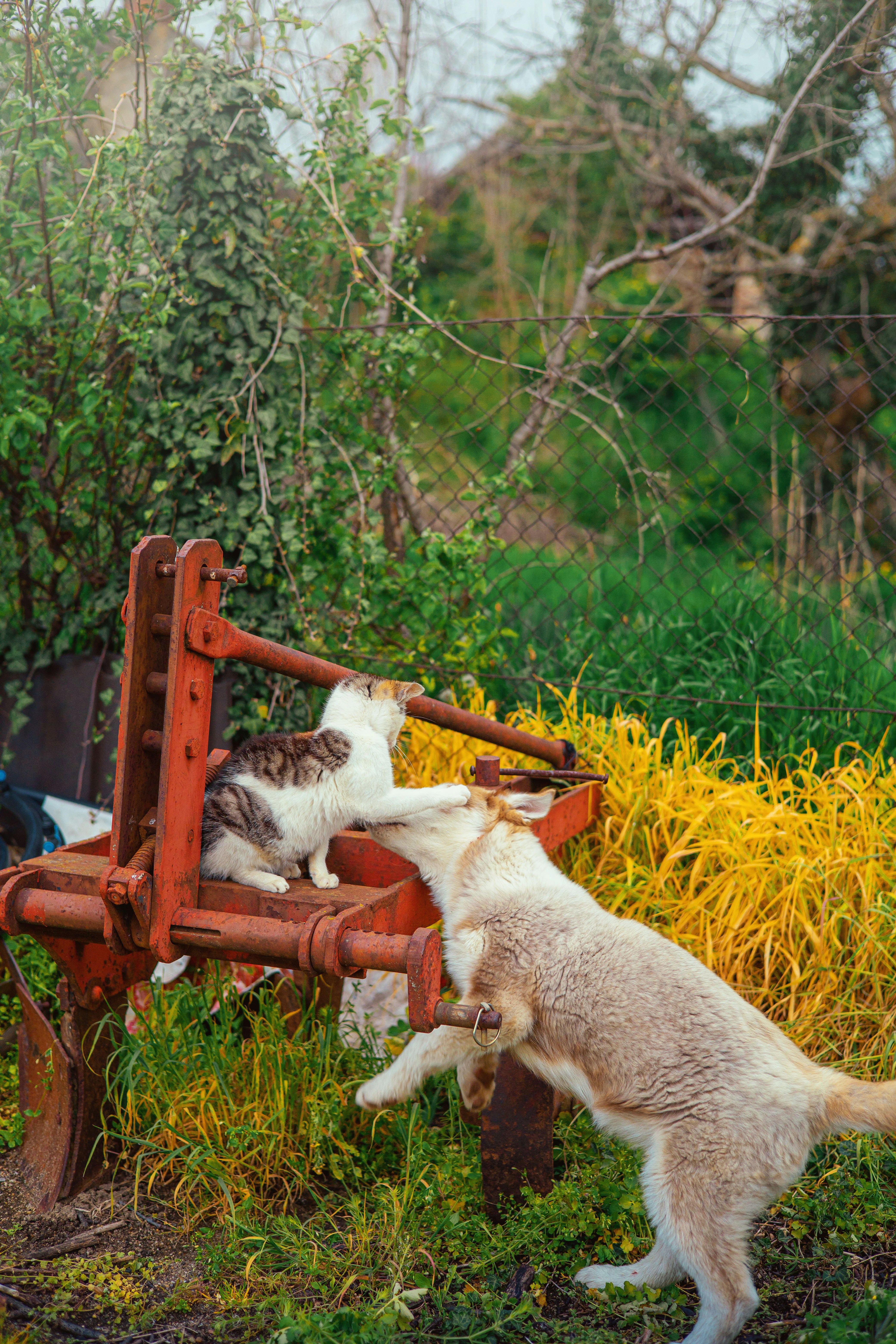 Dog vs Cat: Game Theory