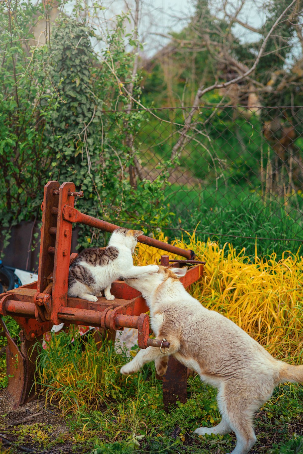 a couple of cats that are on a bench