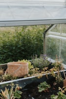 A small greenhouse with clear panels contains a variety of plants, including lavender and leafy greens. A woven basket rests on the soil beside the plants. The background features lush greenery outside the greenhouse.