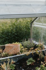 A small greenhouse with clear panels contains a variety of plants, including lavender and leafy greens. A woven basket rests on the soil beside the plants. The background features lush greenery outside the greenhouse.