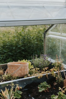 A small greenhouse with clear panels contains a variety of plants, including lavender and leafy greens. A woven basket rests on the soil beside the plants. The background features lush greenery outside the greenhouse.