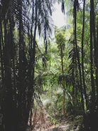 A lush tropical rainforest with sunlight filtering through dense canopy.