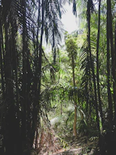 A dense tropical forest with sunlight filtering through the canopy, highlighting vibrant green foliage.