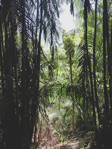 A dense tropical forest with sunlight filtering through the canopy, highlighting vibrant green foliage.