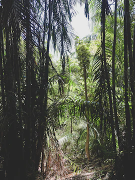A lush tropical rainforest with sunlight filtering through dense canopy.