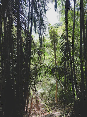 A dense tropical forest with sunlight filtering through the canopy, highlighting lush greenery.