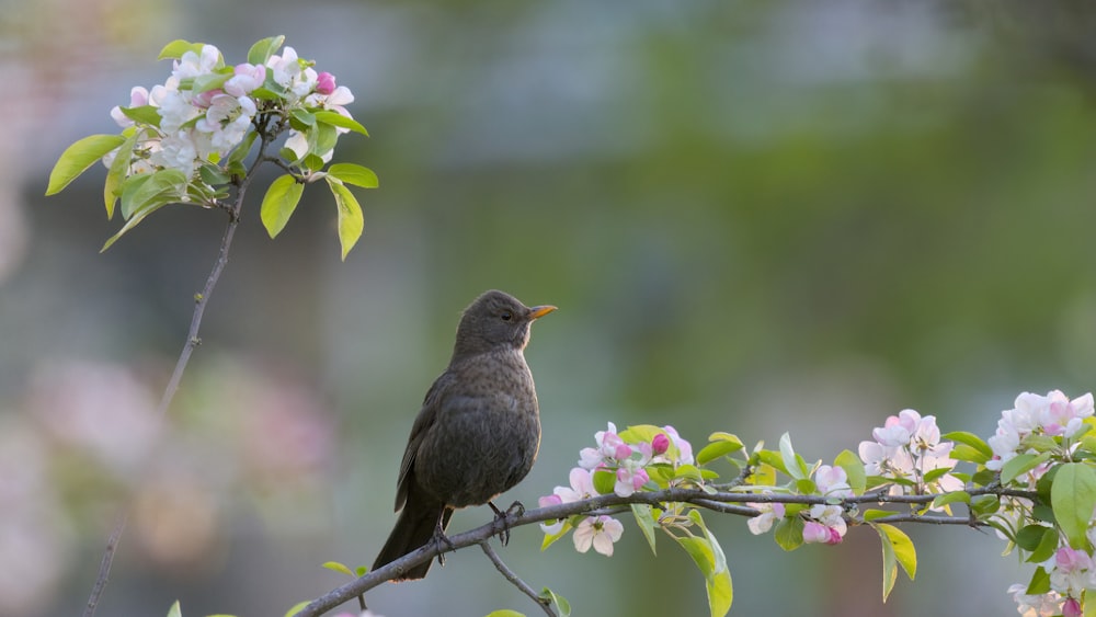 a bird sitting on a branch of a flowering tree